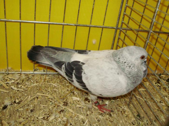 13700 itowl griz 0 - 1505 partea 6