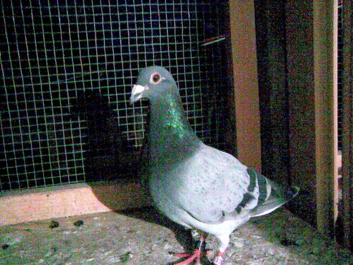 Picture 066 - porumbeii mei