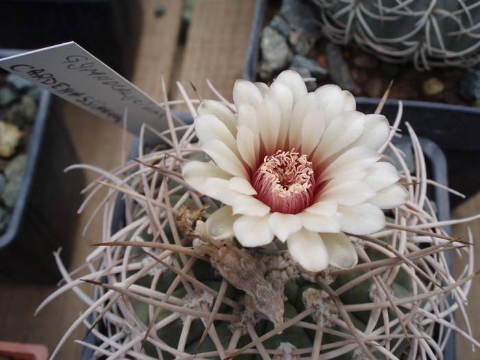 Gymnocalycium cardenasianum