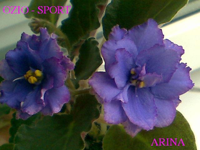 ABCD0020 - Violete africane cu nume 2009