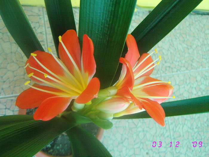  - Flori de camera 2009
