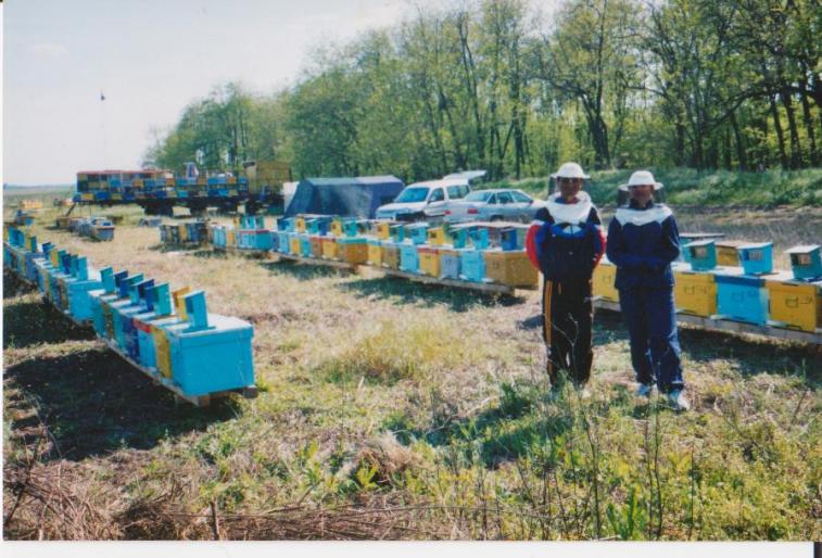 poza 016 - apicultura