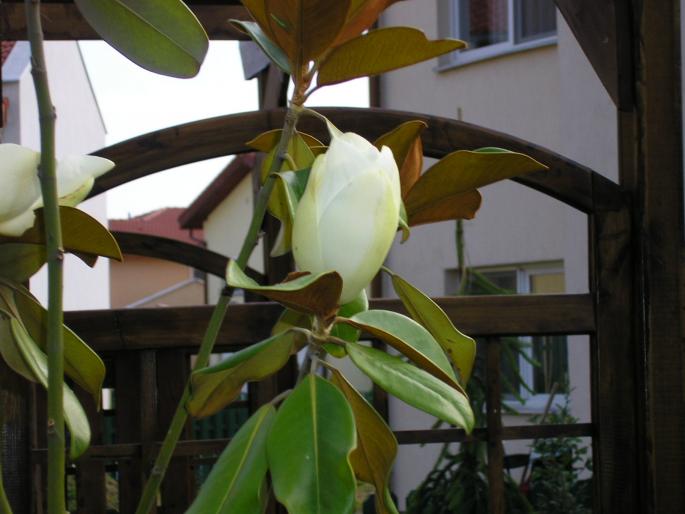P6252947 - magnolie grandiflora