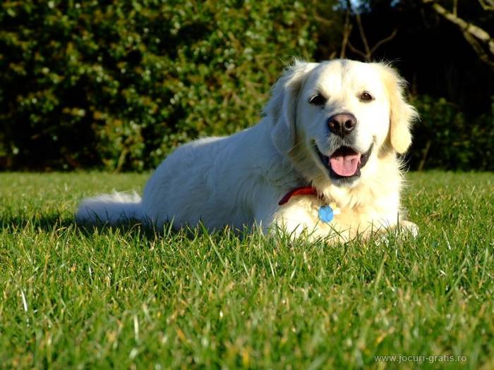 golden-retriever_ 7