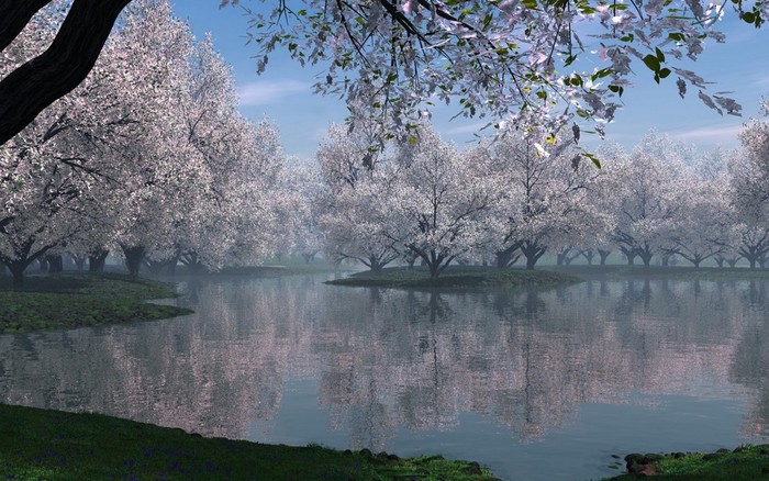 sakura