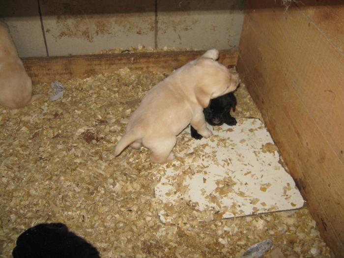 IMG_0041 - Pui Labrador Retriever auriu si negru
