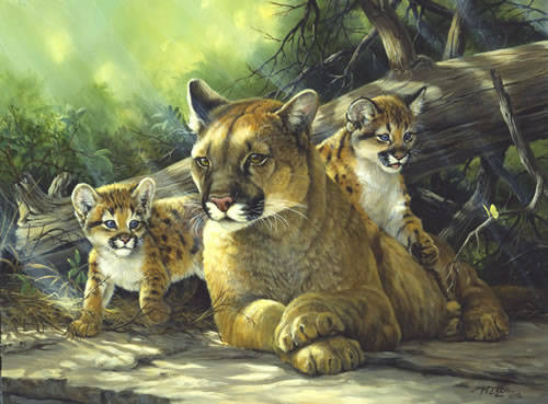 Cougar and Cubs_jpg - pozee