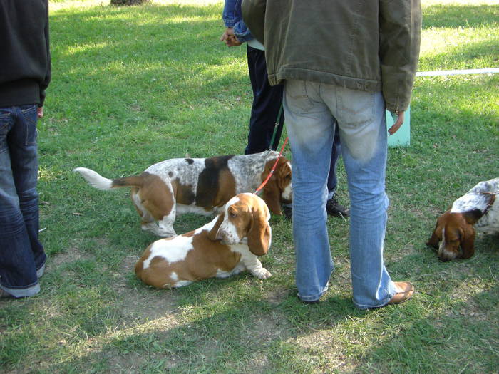 concurs canin timisoara 064 - 2XCACIB TIMISOARA 02-03 MAI 2009