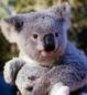 images - Koala