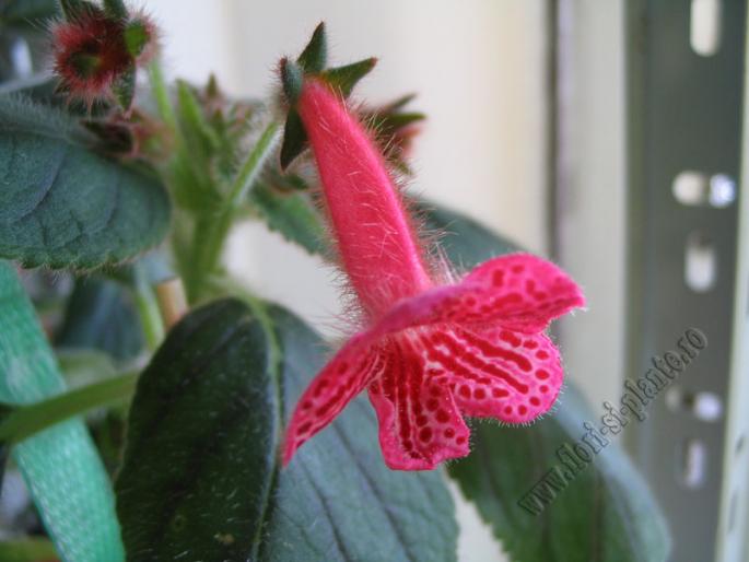 Kohleria Tane 5 - KOHLERIA I
