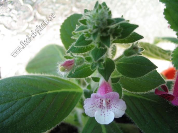 Kohleria Pink Heaven 3