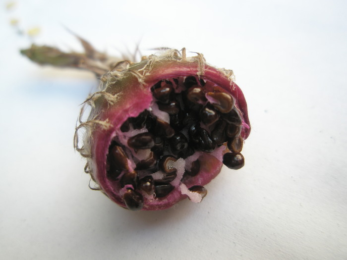 fruct de Astrophytum senile - FRUCTE de cactusi si suculente