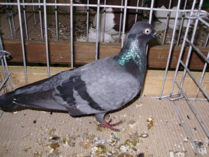 11479 erlauer tbl 1 - 1507 partea 6b