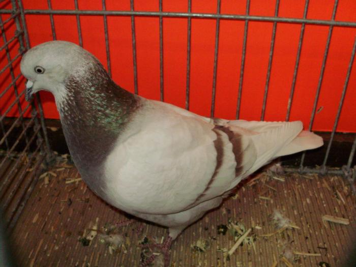 11845 altenburger tob 0 - 1505 partea 5