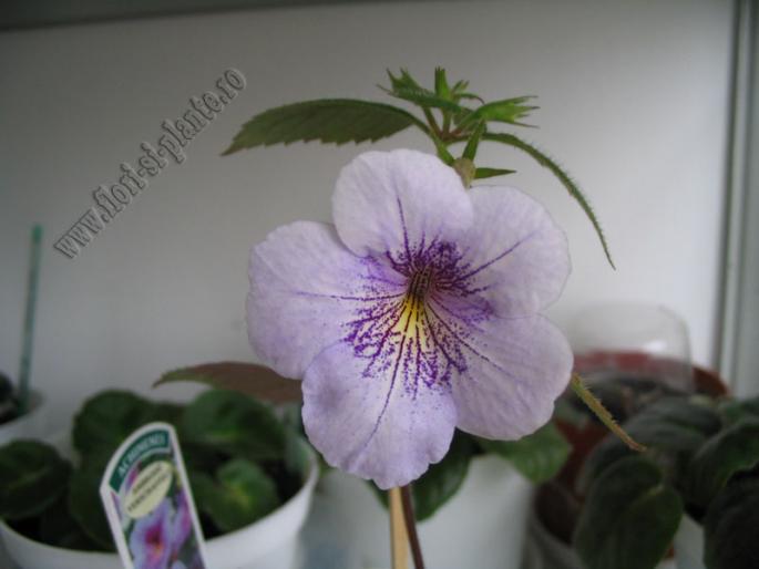 ACHIMENES I - florisiplante