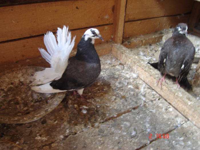 153 - D Porumbei Voltati Vechi