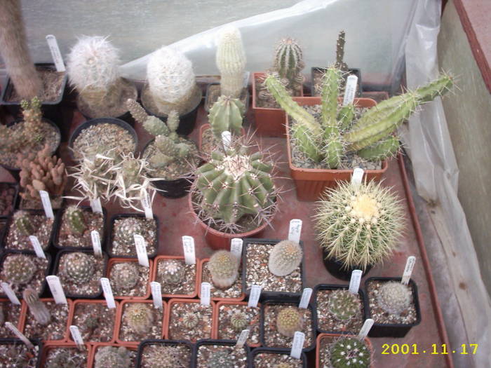 cactusi