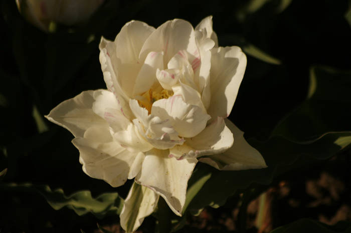 Peach Blossom - garden 2009