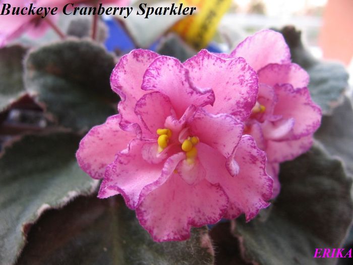 Buckeye Cranberry Sparkler 2009 okt 30