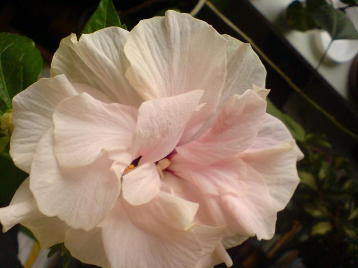 Hibiscus rosa sinensis - Hibiscus 2009