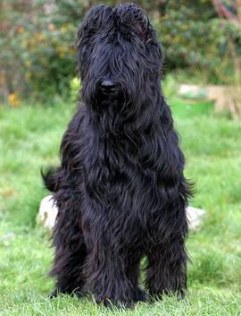 Briard - BRIARD Ciobanesc de BRIE