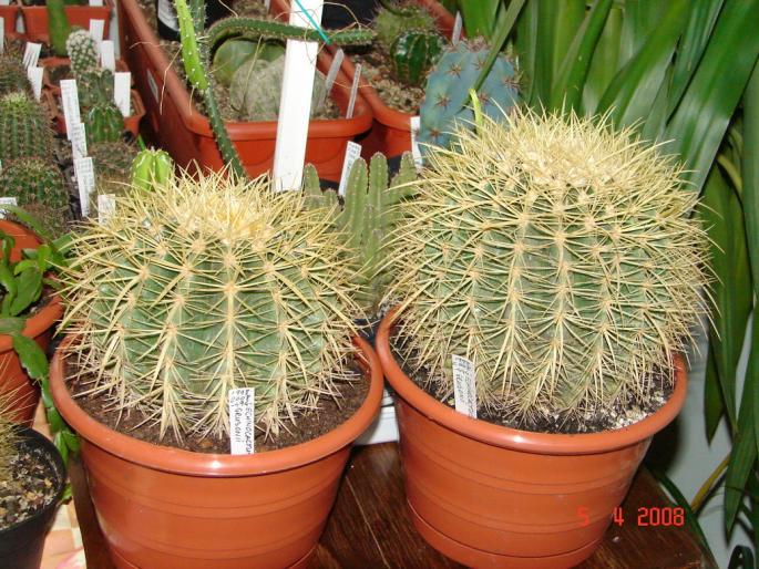 Echinocactus grusonii