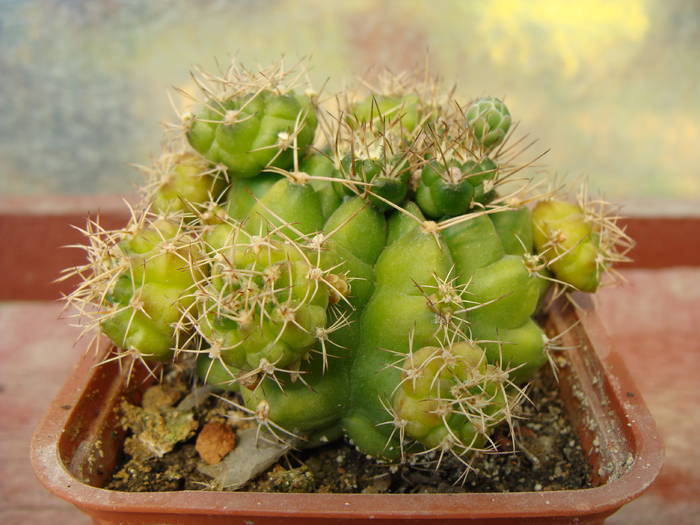 Gymnocalycium damsi - Gymnocalicium-Mammillaria