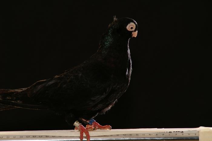 Picture 046 - jucatori de constanta