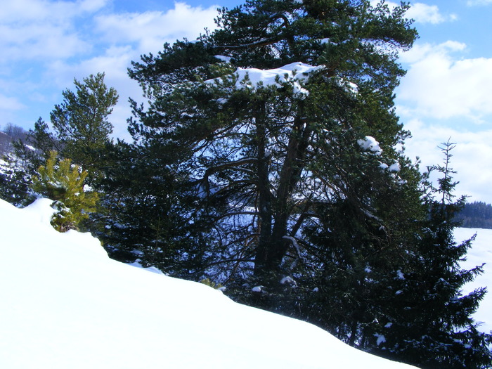 DSCF6966