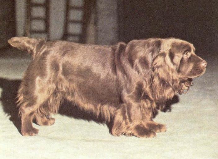 SUSSEX SPANIEL - RASE CAINI