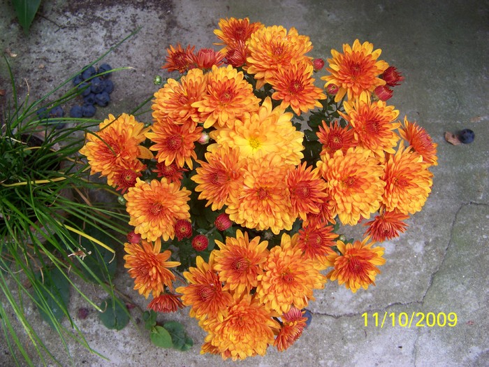 100_2801 - Toamna in curte  Timisoara