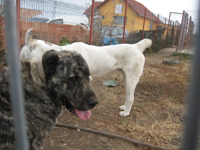 poze 11.10.2009 Jucu 017