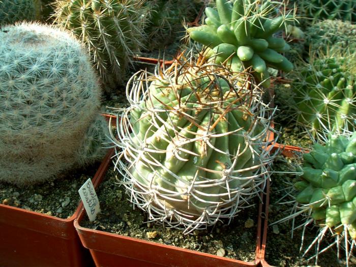 Rajko (53) - Cactusi