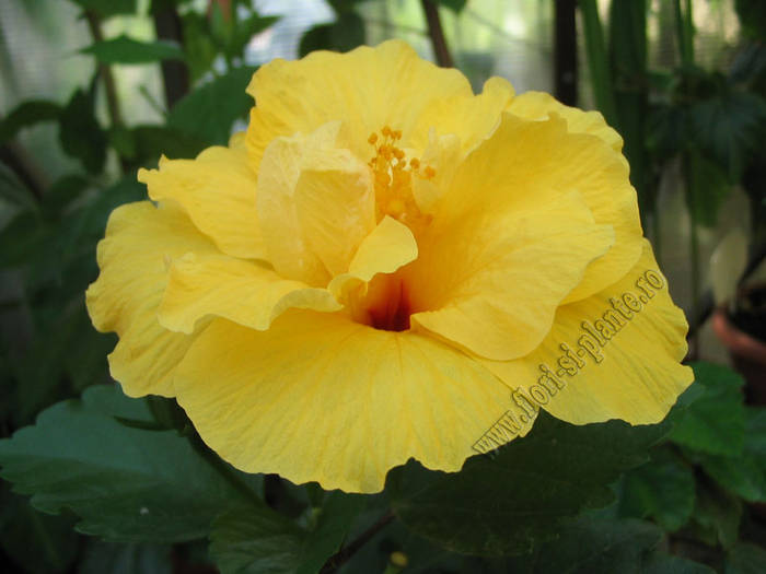 Hibiscus Carmel 3 - Hibiscus