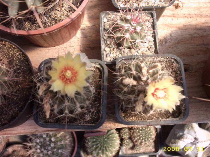 29-Hamatocactus setispinus - cactusi