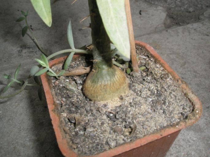 caudex de Pachipodium suculentum - plante cu caudex