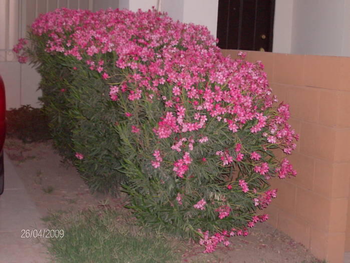HPIM1412mic - Flori si plante in Mexic