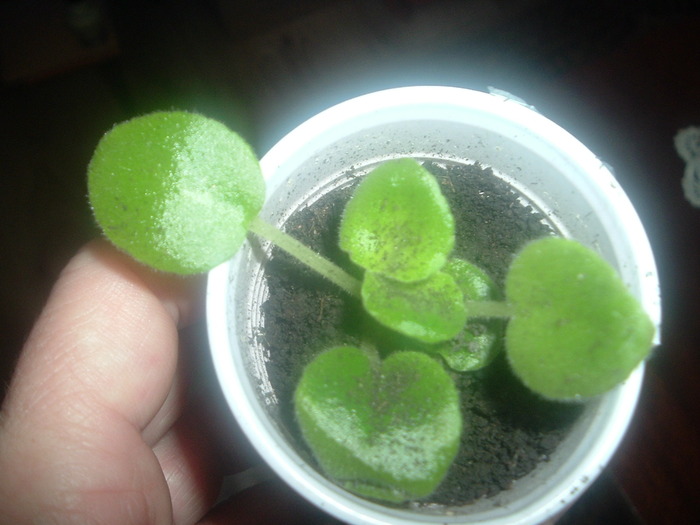 DSCF8746; lemonn kisses
