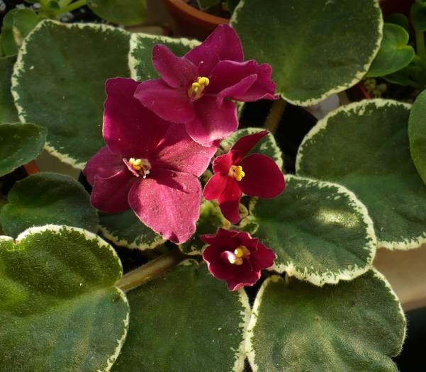 Pow Wow - Saintpaulia - violete de camera