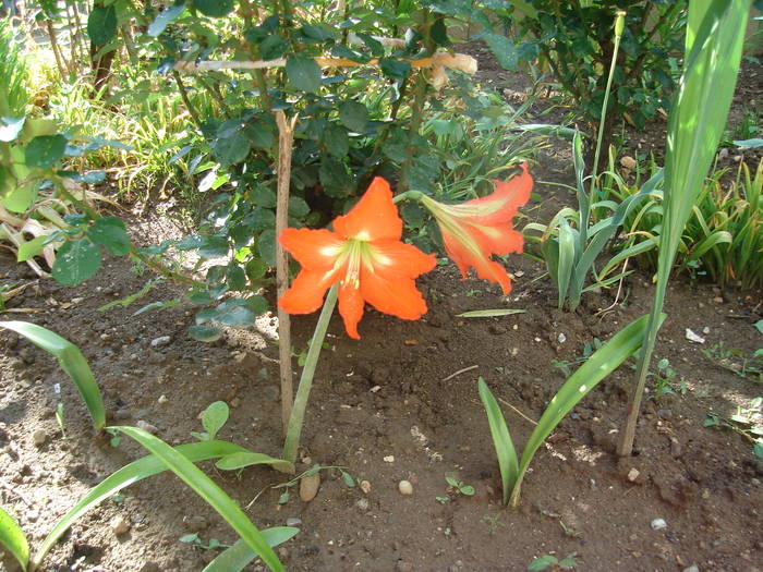 DSC07377 - CASA SI GRADINA CU FLORI