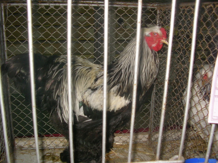 SANY0257 - poze expo 2009