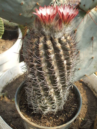 Neochilenia jusieui