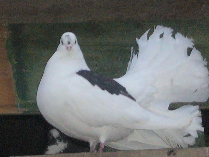 mascul de rotat alb cu pata neagra pe aripi