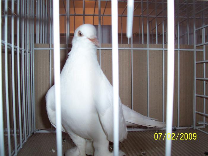 Expo Oradea 2009 057