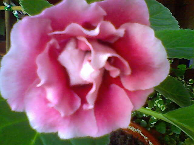 Picture 012 - florile mele