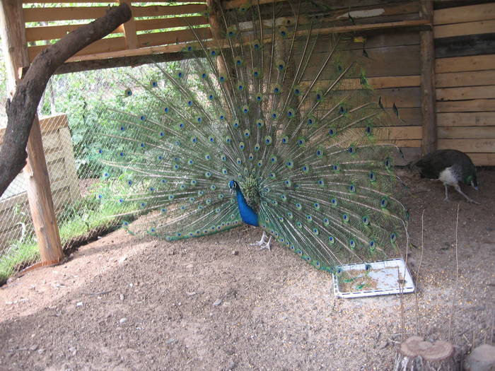 IMG_6197 - pauni si fazani