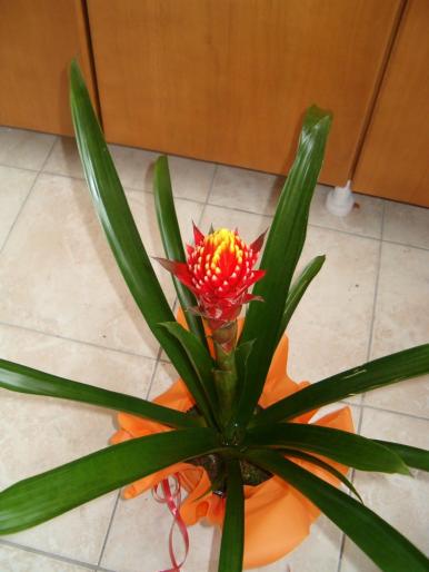 guzmania