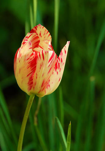2926989080_215c7b3e64 - Flori
