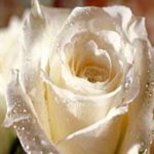 www-bancuri-us-avatare-trandafiri-9