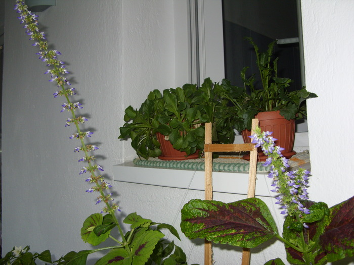 culori vii; frumos a surprins aparatul
